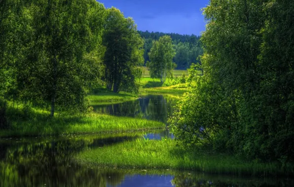 Picture forest, trees, nature, reflection, stunner