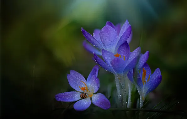 Flowers, spring, crocuses, lilac
