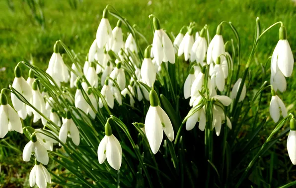 Greens, grass, flowers, glade, spring, snowdrops, white, buds