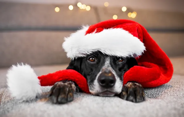 Sadness, look, face, red, background, sofa, portrait, dog