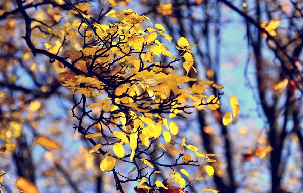 Picture autumn, foliage, bokeh, branches