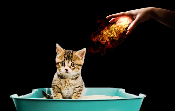 Picture fireball, cat, hand