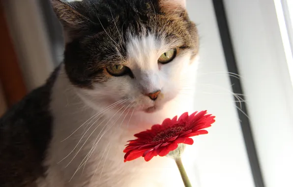 Cat, cat, look, flowers