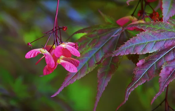 Autumn, leaves, seeds, Japanese maple