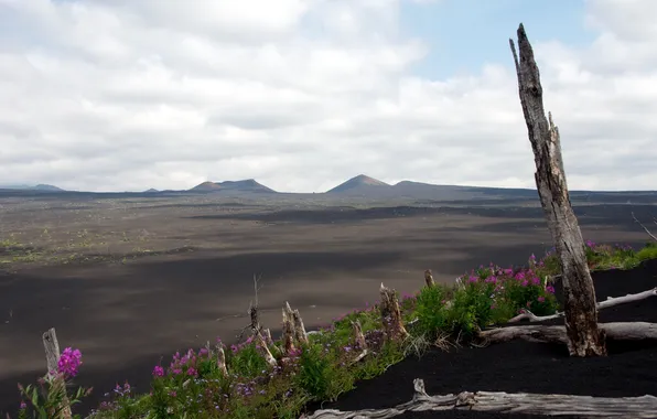 Picture landscape, flowers, desert