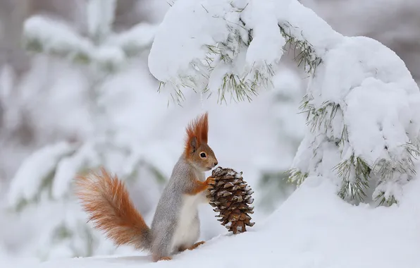 Winter, forest, look, snow, branches, nature, pose, protein
