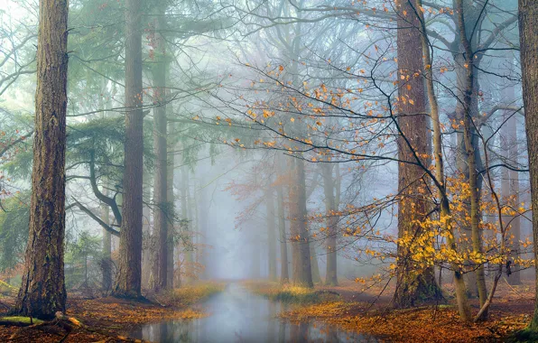 Wallpaper morning, fog, trees, foliage, pond, branches, autumn, forest