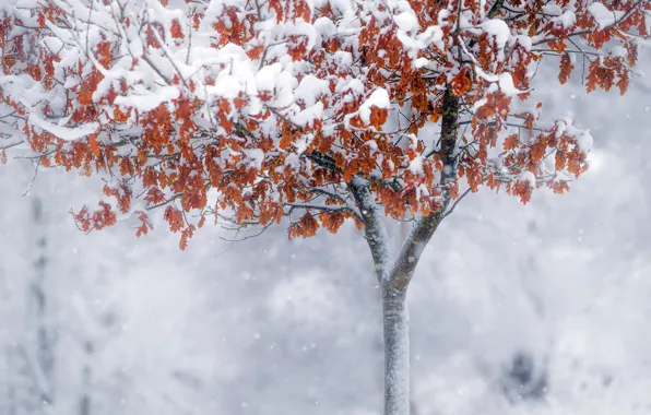 Picture winter, snow, trees, nature, fog