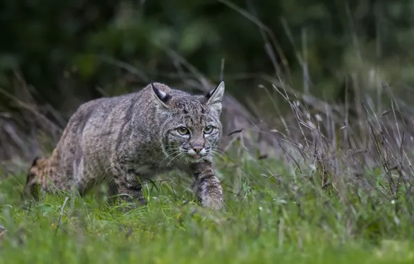 Picture language, grass, nature, hunting, wild cat