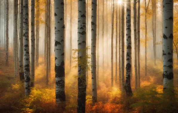 Autumn, forest, the sun, rays, light, trees, branches, nature