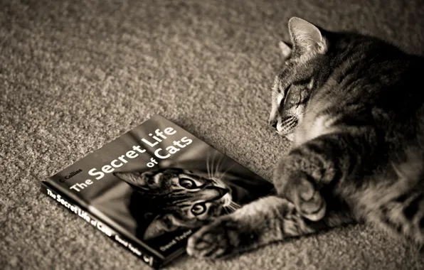 Cat, cat, pose, paws, sleeping, lies, book, cat