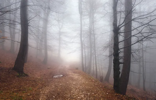 Picture road, autumn, forest, fog