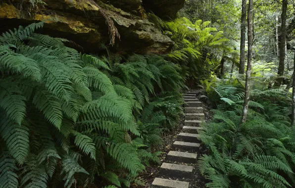 Forest, trees, rock, Park, track, stage