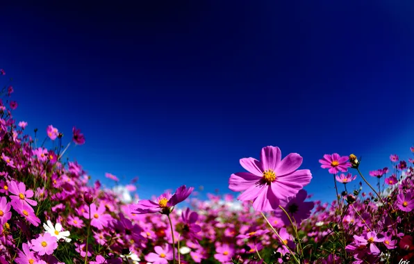 Summer, the sky, flowers, pink, kosmeya