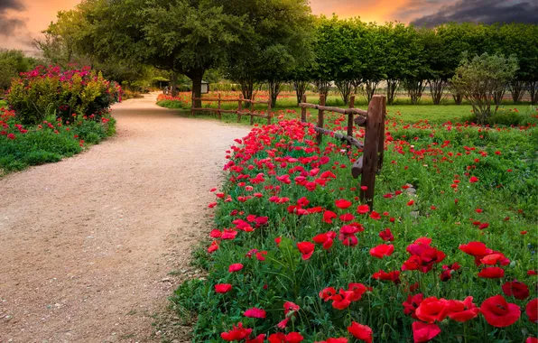 Road, trees, flowers, Park, the fence, Maki, garden, red