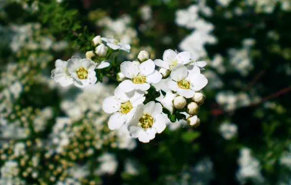 Picture macro, flowers, spring, beautiful