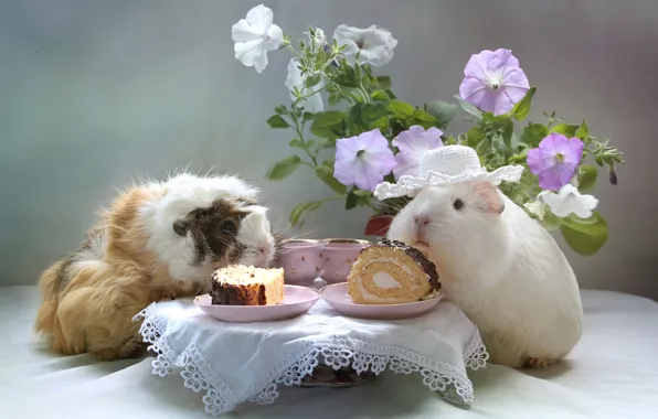 Picture flowers, Guinea pig, cake