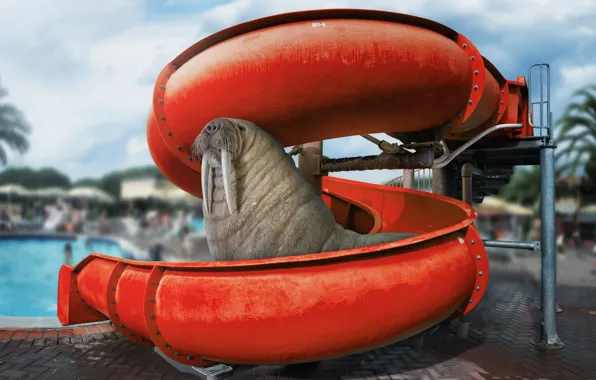 Humor, walrus, water Park