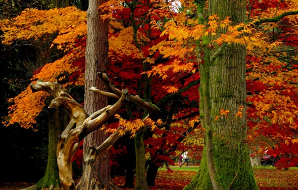 Autumn, leaves, trees, Park, Nature, falling leaves, trees, park
