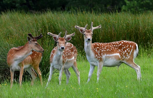 Glade, meadow, deer, trio, three deer