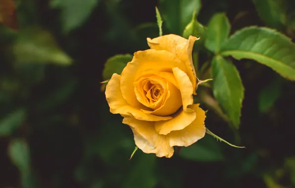 Leaves, rose, garden, Bud, yellow
