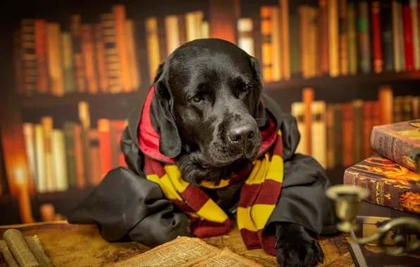 Look, pose, table, black, books, paw, map, portrait