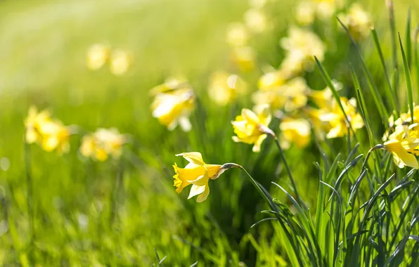 Grass, light, flowers, blur, spring, yellow, garden, flowerbed