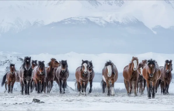 Winter, field, snow, mountains, nature, fog, horses, slope