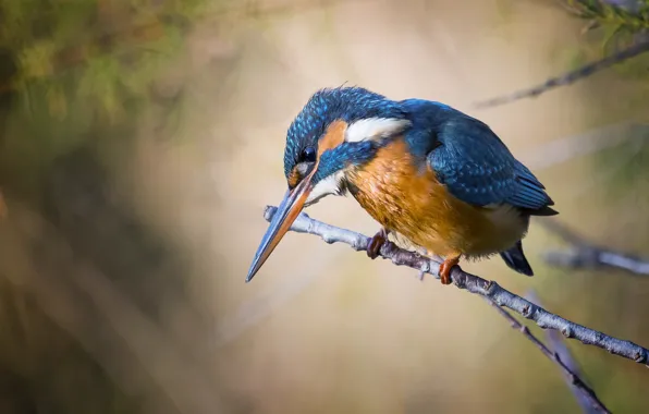 Nature, sprig, background, bird, Kingfisher