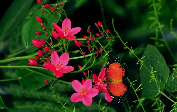 Flowers, macro, butterfly, wings, beautiful, closeup