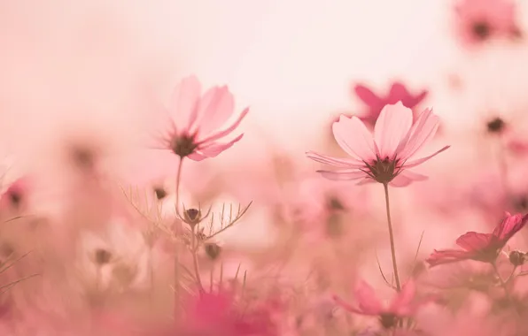 Flower, grass, bright, pink, glade, plants, petals, stem