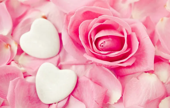 Flower, pink, rose, heart, petals, Bud, hearts, white