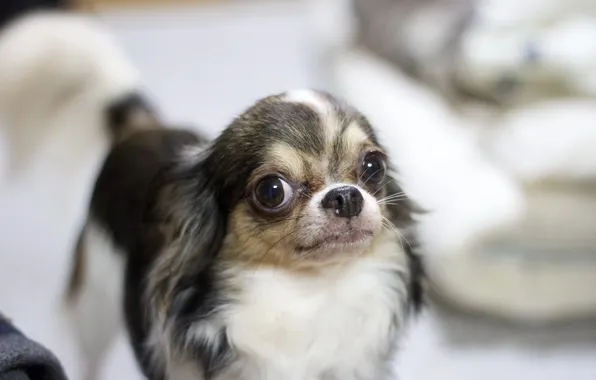 Look, background, dog