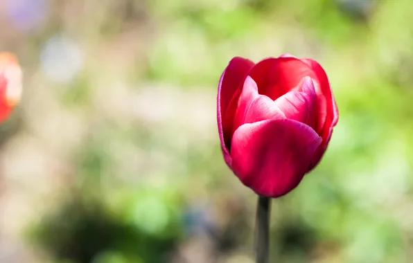 Flower, Tulip, petals