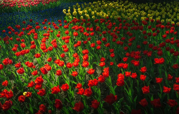 Park, spring, garden, tulips, flowerbed