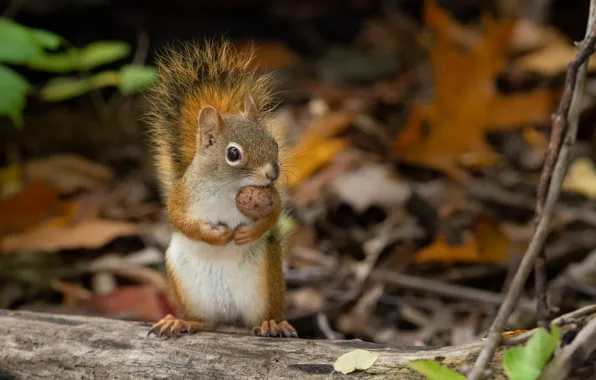 Branches, walnut, protein, walnut, squirrel