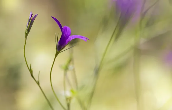 Flower, background, lilac, blur, Bud