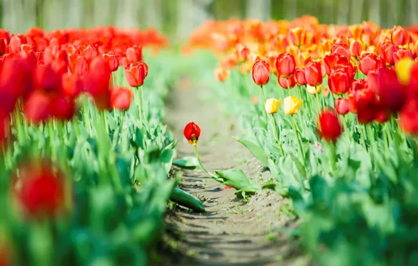 Picture leaves, flowers, red, green, background, Wallpaper, tulips, wallpaper