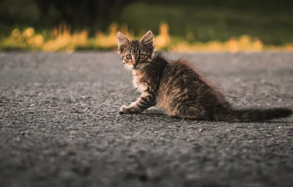 Cat, cat, look, pose, face