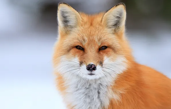 Picture portrait, Fox, Fox
