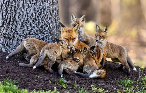 Fox, motherhood, cubs, breastfeeding