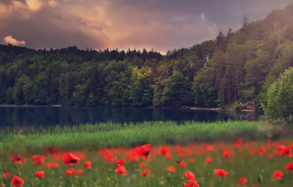 Picture trees, flowers, lake, meadow