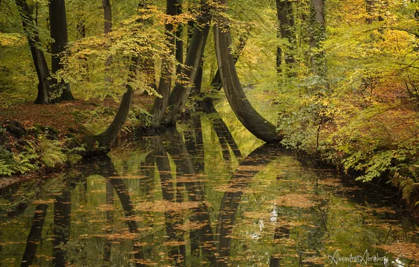 Autumn, forest, trees, nature, stream