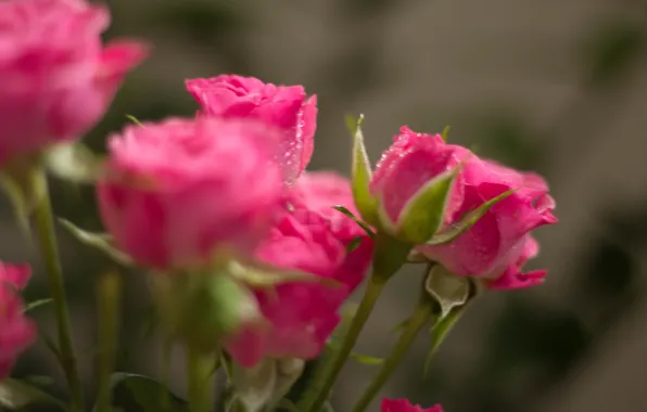 Picture droplets, Rosa, roses, bouquet, pink