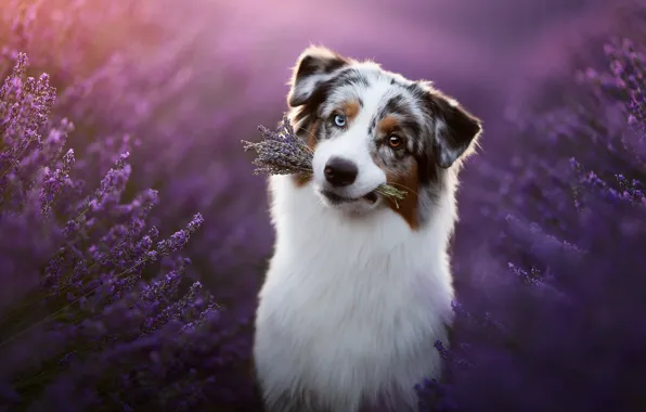 Each, dog, lavender