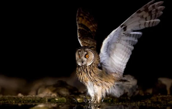 Water, stones, owl, bird, wings, black background, pond, stroke