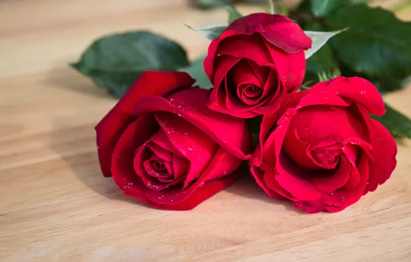 Picture flowers, roses, bouquet, red, red, buds, flowers, romantic