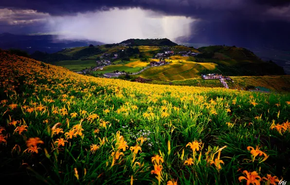 Picture field, landscape, flowers, clouds, Lily, view, home, meadow