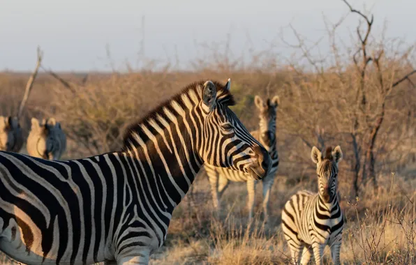 Face, Zebra, Savannah, Zebra