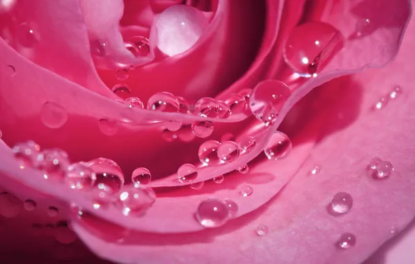 Drops, macro, rose, petals